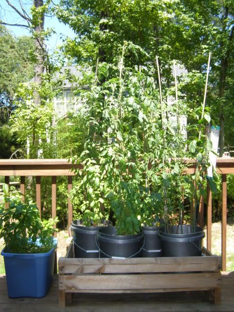 Bucket Garden