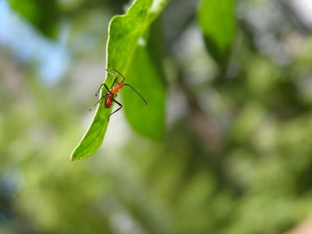 MilkWeed Assassin