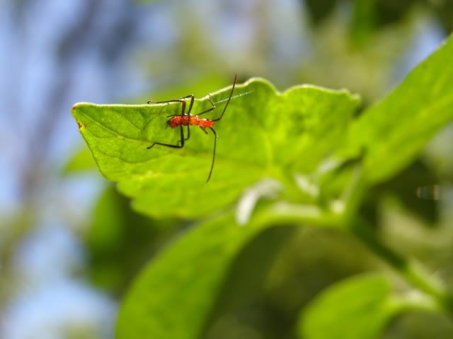 Milkweed Assassin