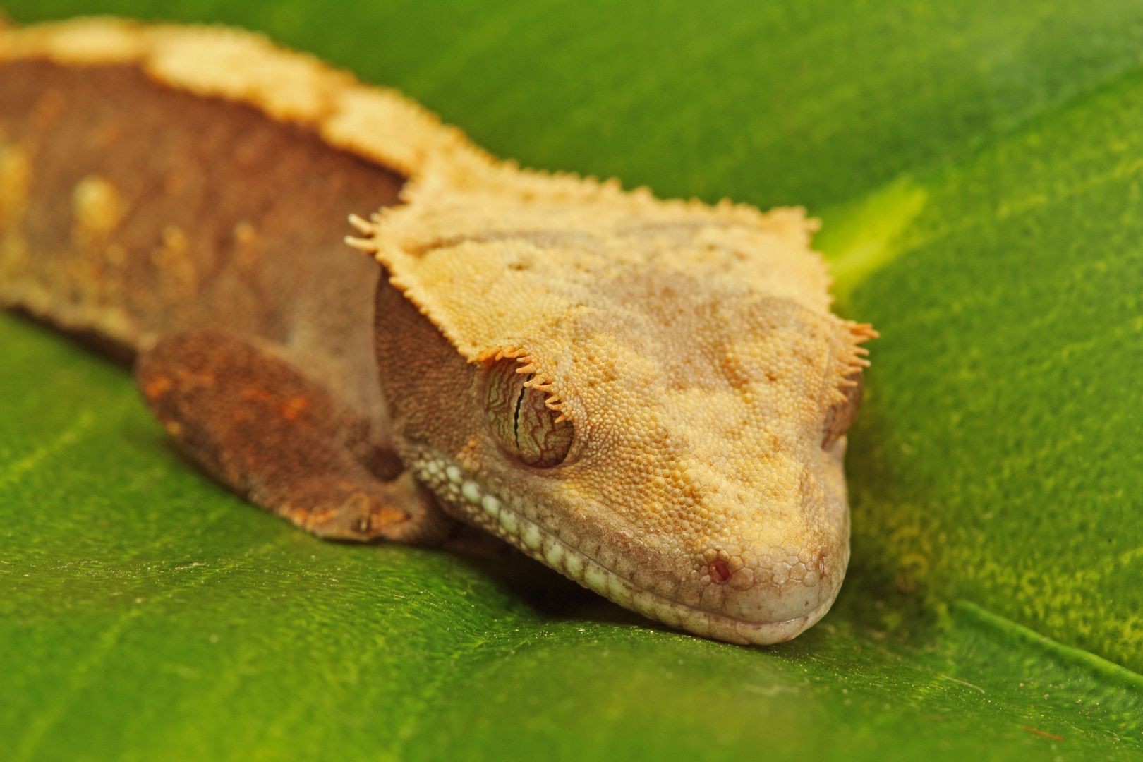 IMAGE: http://i291.photobucket.com/albums/ll297/Lavochkin7/Photography/processed.jpg?t=1361907596