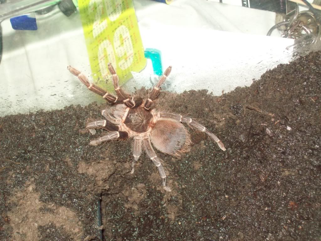 ACANTHOSCURRIA JURUENICOLA