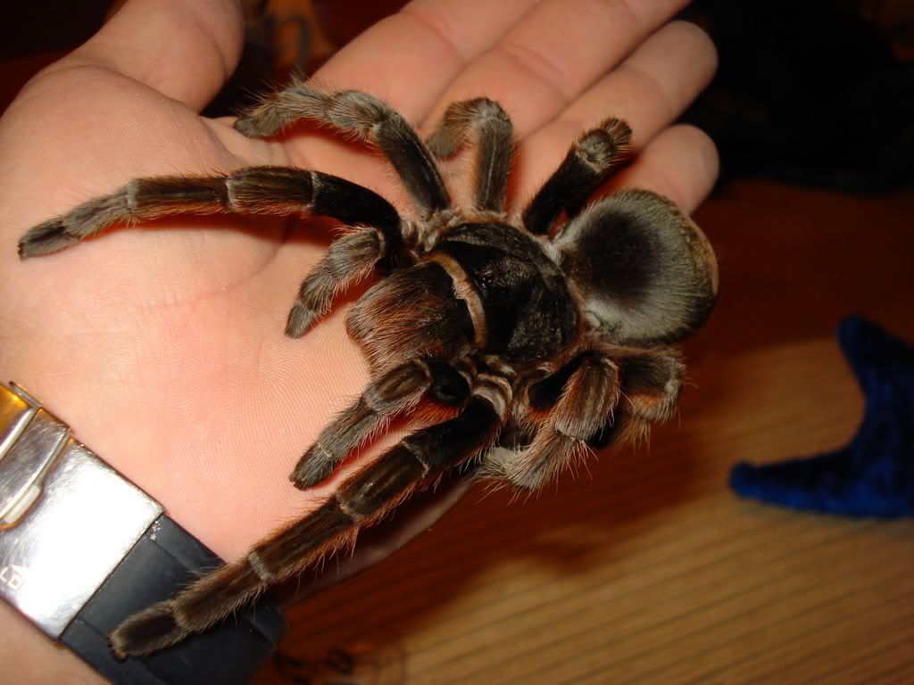 La araña, imagenes propias T! La araña, imagenes propias T!
