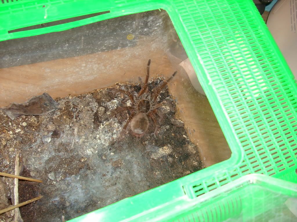 theraphosa blondi
