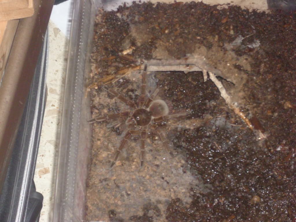 theraphosa blondi 1