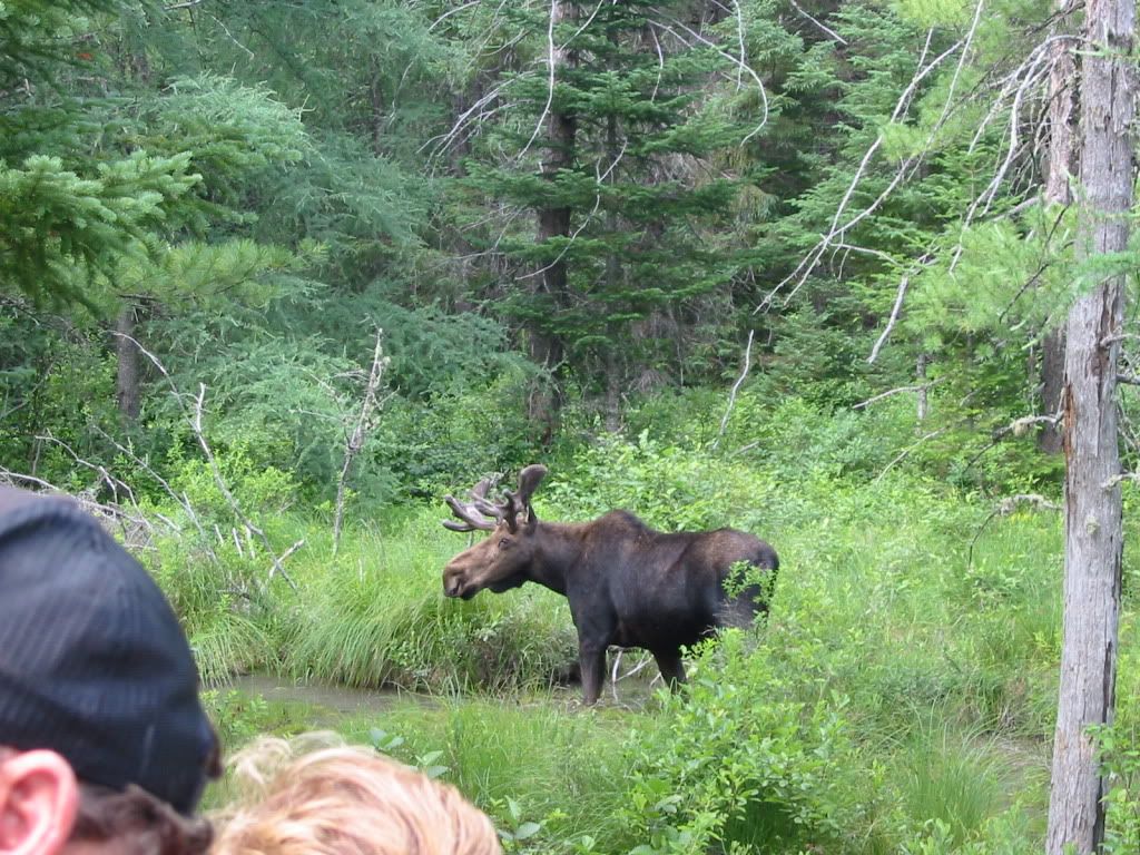 A Moose in New Hampshire!