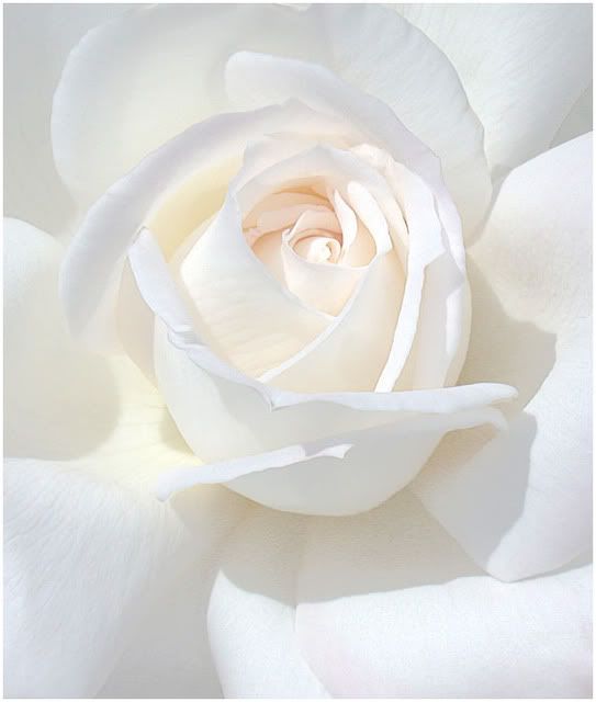WHITE ROSE by THOM B FOTO