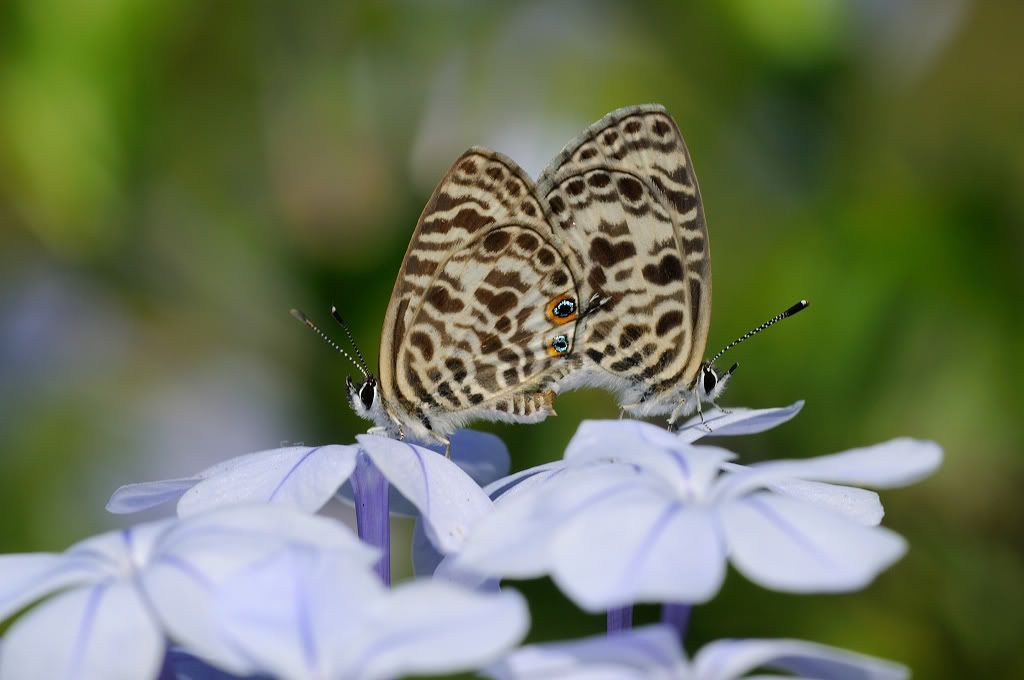http://i291.photobucket.com/albums/ll301/tridentalan/DSC_8427.jpg