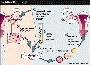 IVF culture oxygen levels high, limit embryo quality