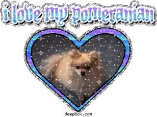 Pomeranian Pictures, Images and Photos
