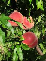peaches growing on a tree