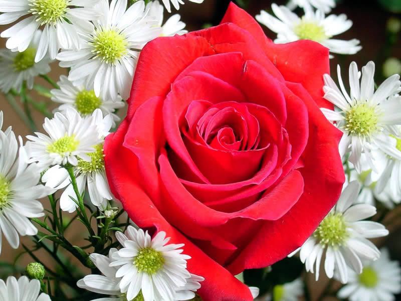 rose flower wallpaper download. rose-flower-wallpaper-002-800.