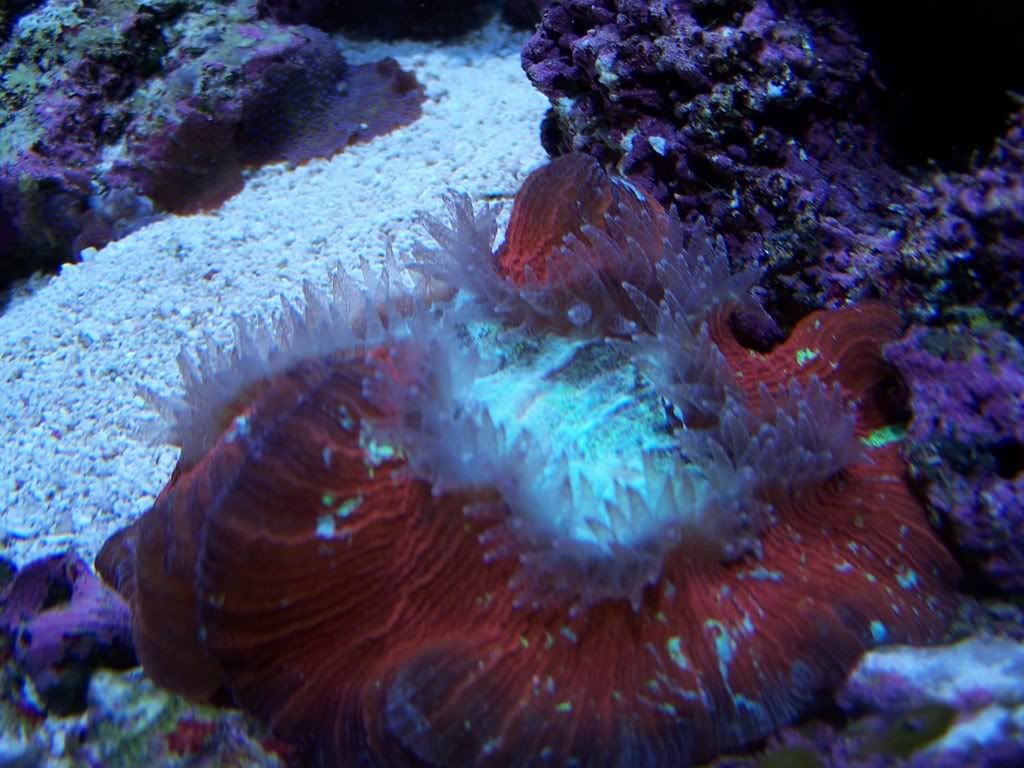 redbrainhungry.jpg