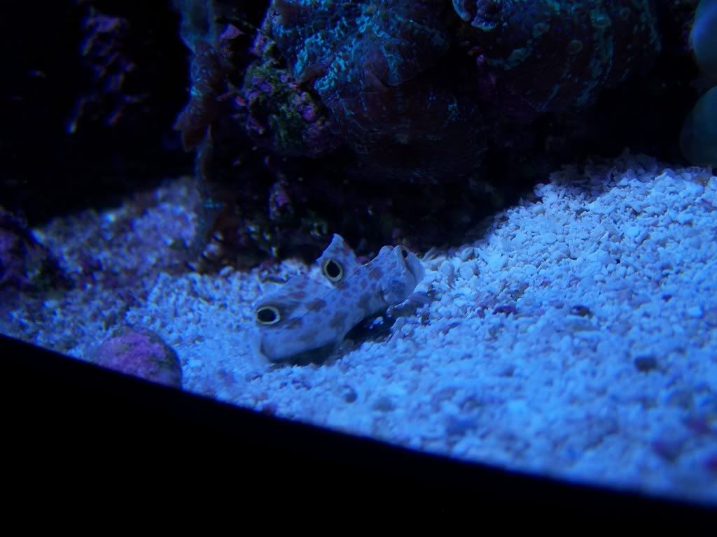 signalgoby2-1.jpg