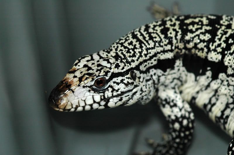 bluetegu17_large.jpg