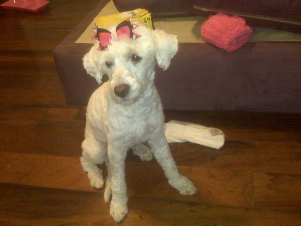 do-poodles-have-webbed-feet-yahoo-answers