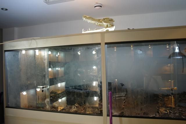 Our new Reptile store is now open in Gloucester! - Reptile ...