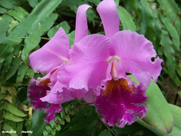 ng bulaklak ito. Ngunit nakaktuwa ang iba’t ibang shades ng lila
