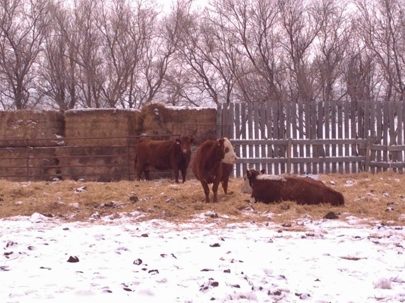 Our Calving Setup - Cattle