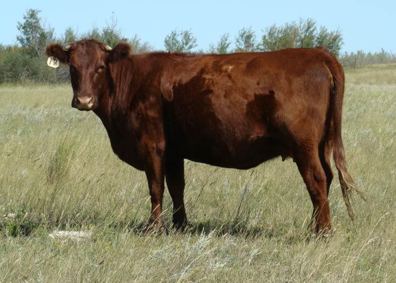 A whole bunch of photos - Cattle