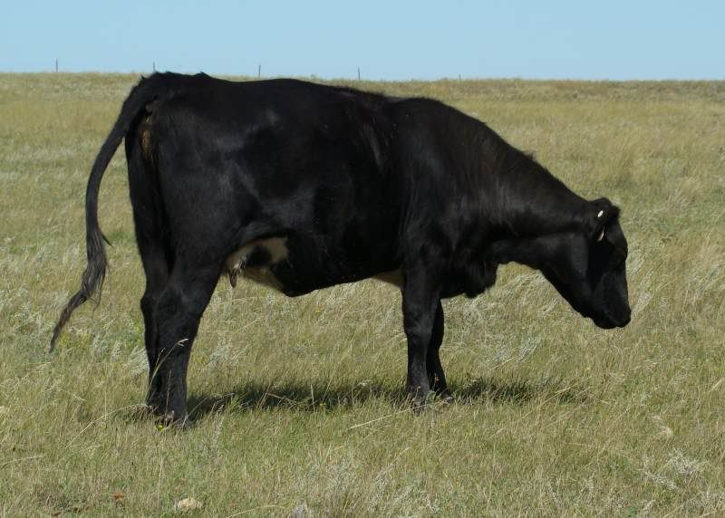 A whole bunch of photos - Cattle