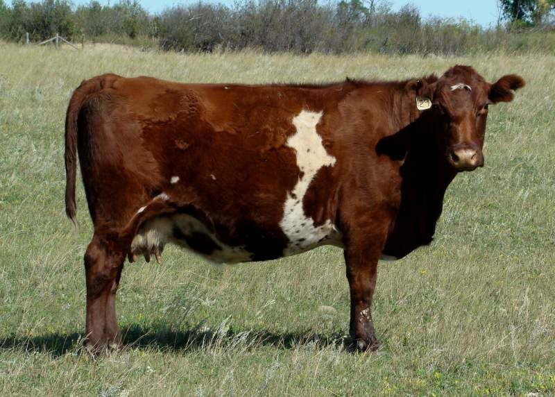 A whole bunch of photos - Cattle