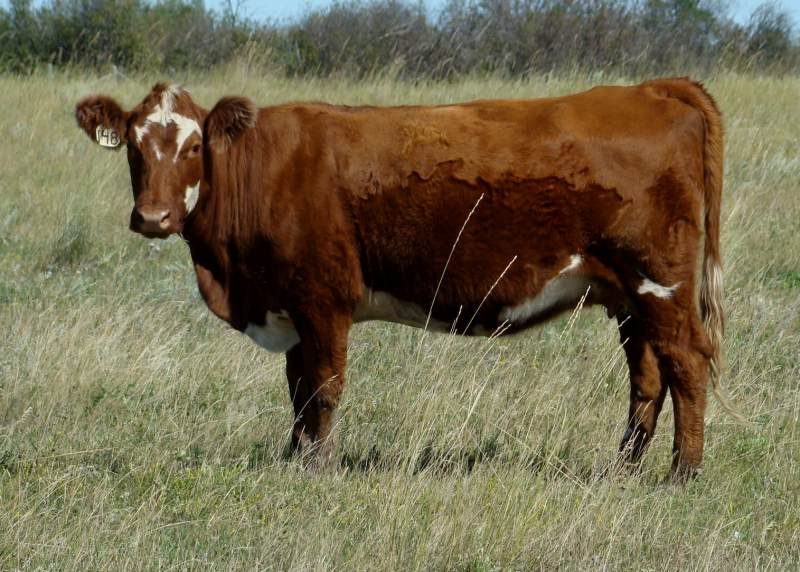 A whole bunch of photos - Cattle