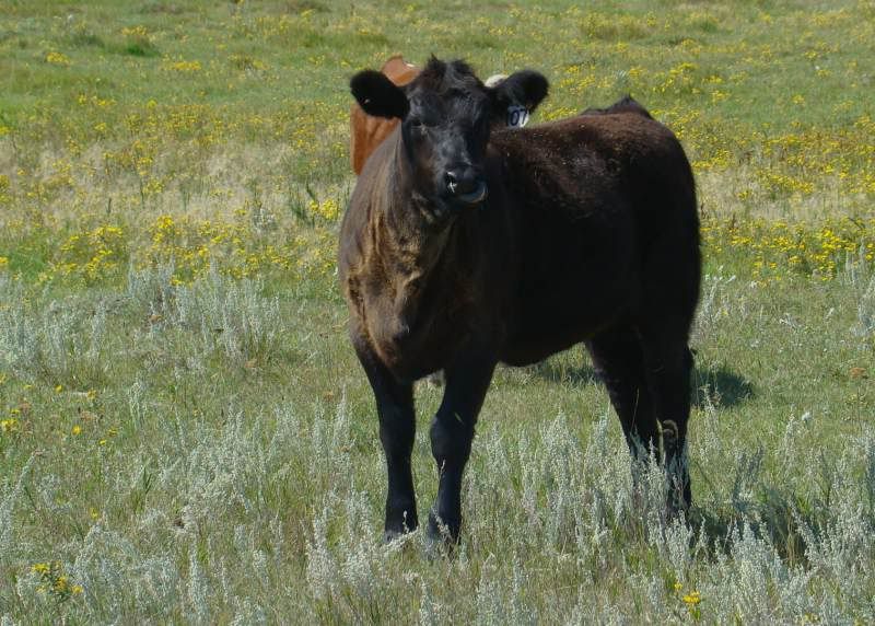 A whole bunch of photos - Cattle