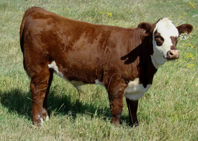 A whole bunch of photos - Cattle