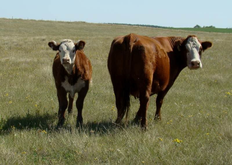 A whole bunch of photos - Cattle