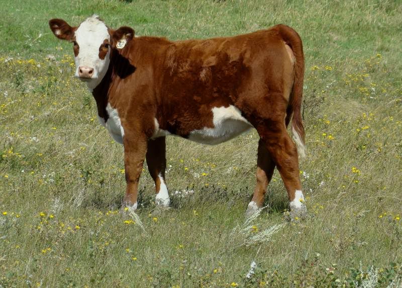 A whole bunch of photos - Cattle