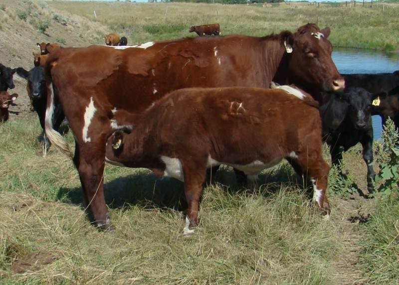 A whole bunch of photos - Cattle