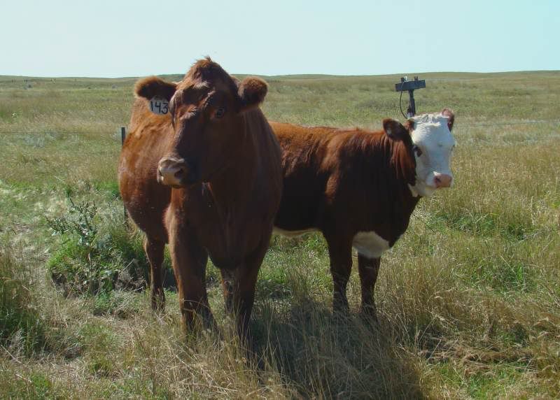 A whole bunch of photos - Cattle