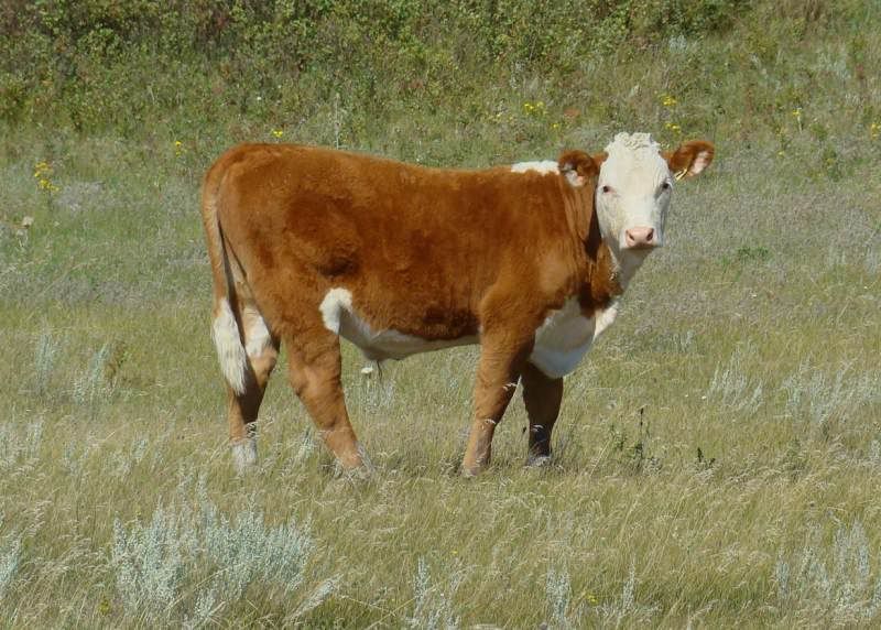 A whole bunch of photos - Cattle