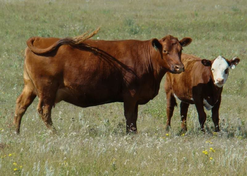 A whole bunch of photos - Cattle