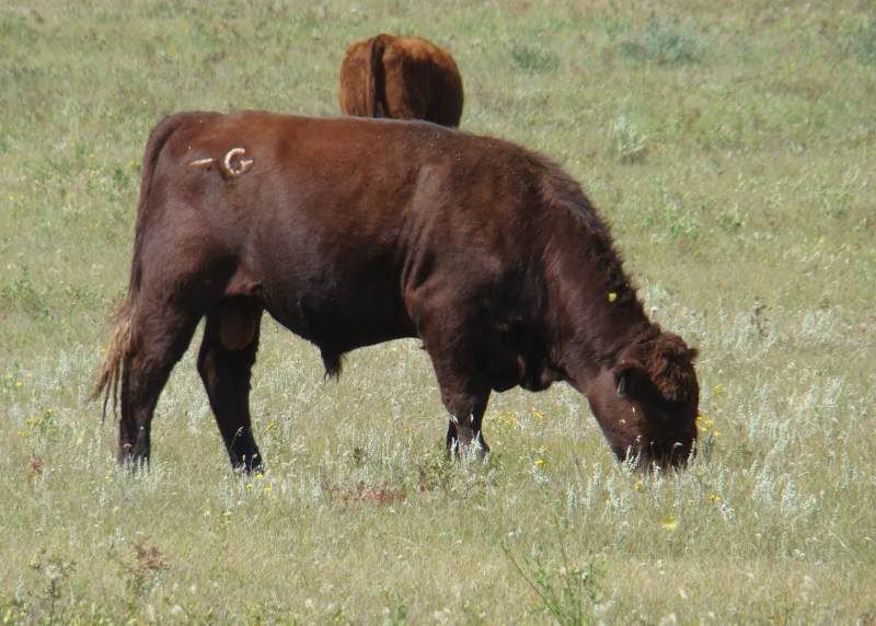 A whole bunch of photos - Cattle