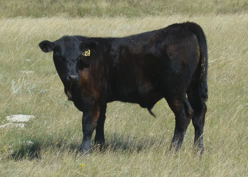 A whole bunch of photos - Cattle