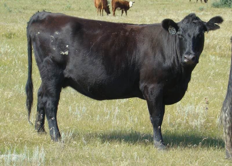 A whole bunch of photos - Cattle