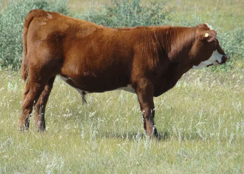 A whole bunch of photos - Cattle