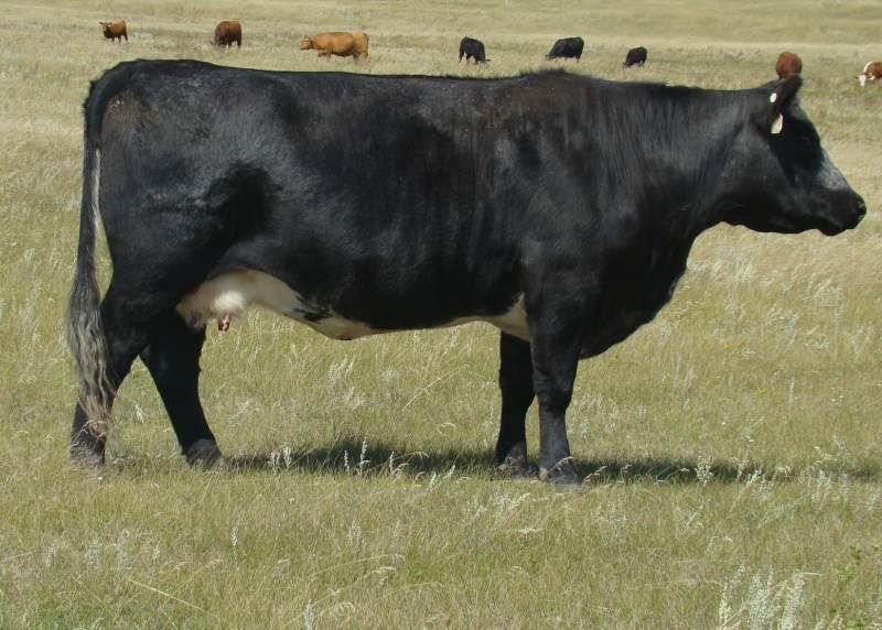 A whole bunch of photos - Cattle