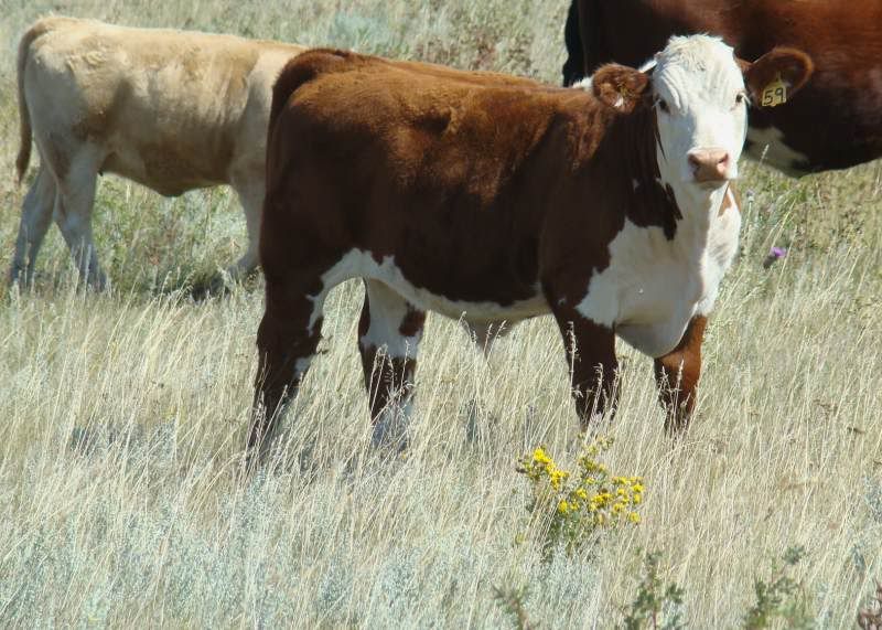 A whole bunch of photos - Cattle