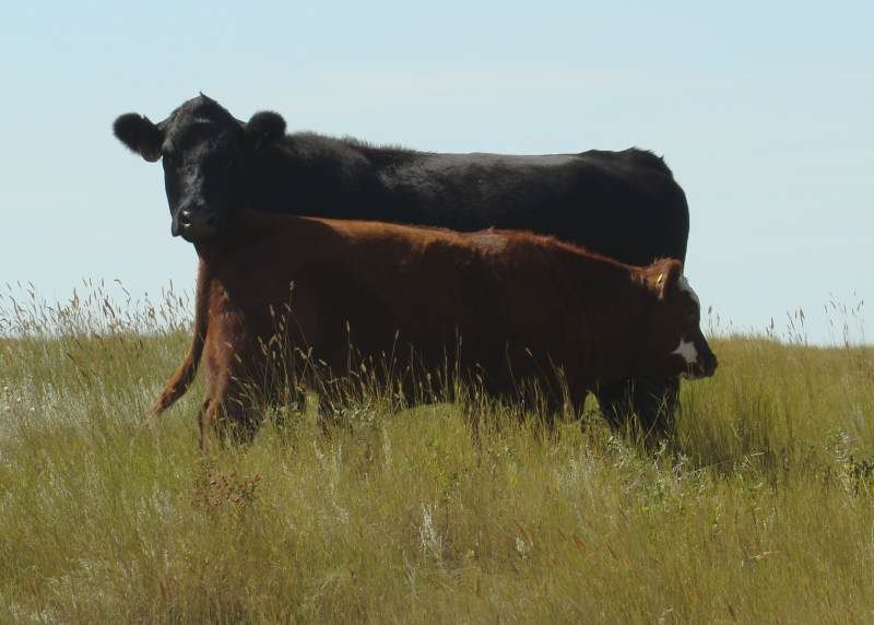 A whole bunch of photos - Cattle