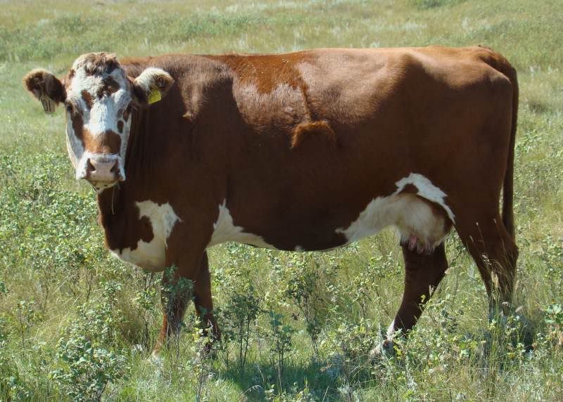 A whole bunch of photos - Cattle