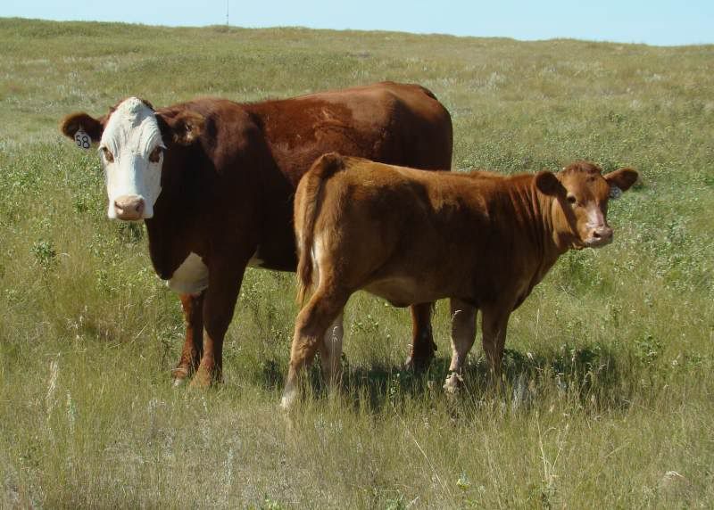 A whole bunch of photos - Cattle