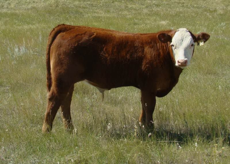 A whole bunch of photos - Cattle
