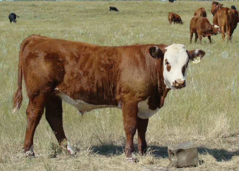 A whole bunch of photos - Cattle