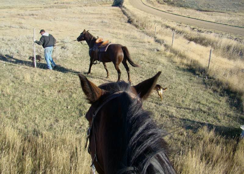 Gathering Cattle - Cattle