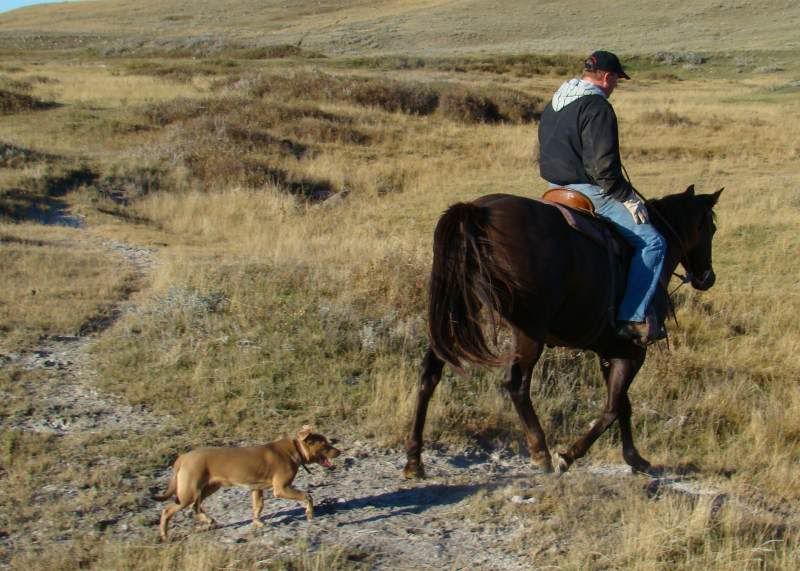Gathering Cattle - Cattle