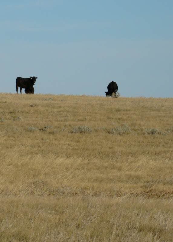Gathering Cattle - Cattle