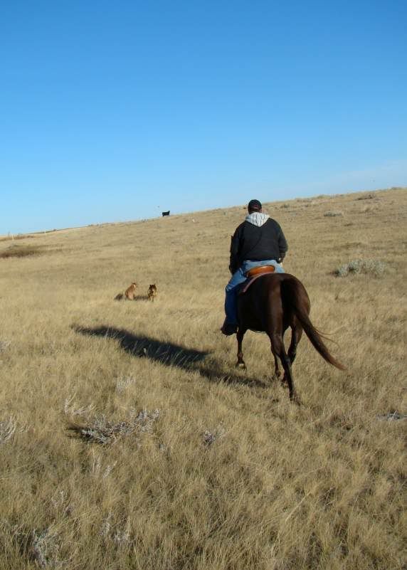 Gathering Cattle - Cattle