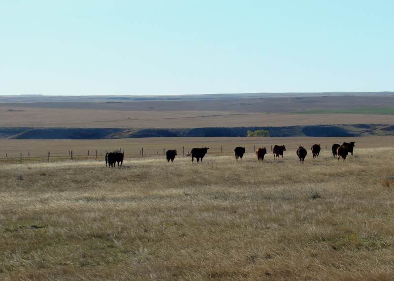 Gathering Cattle - Cattle